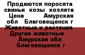 Продаются поросята, свиньи, козы, козлята › Цена ­ 100 - Амурская обл., Благовещенск г. Животные и растения » Другие животные   . Амурская обл.,Благовещенск г.